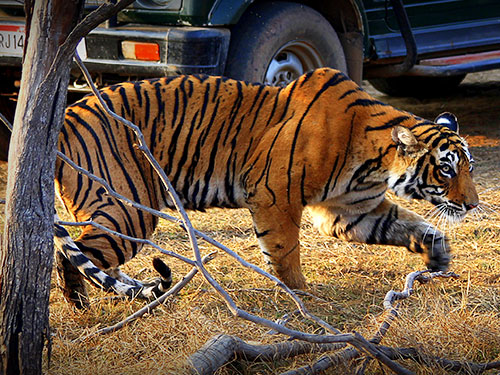Ranthambhore National Park