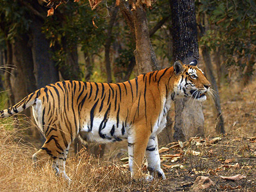 Pench Tiger reserve