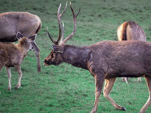 Satpura national Park