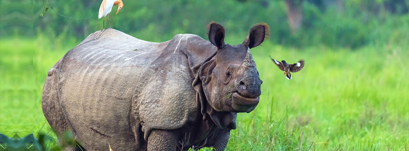 Kaziranga National Park
