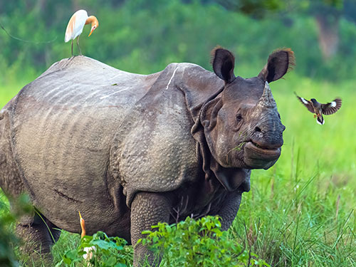 Kaziranga National Park