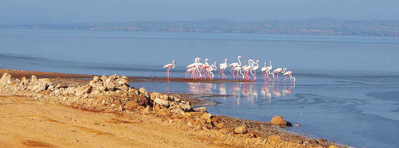 Rann of Kutch (Dholavira)