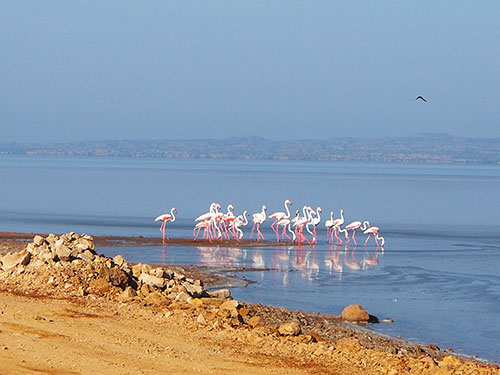 Rann of Kutch (Dholavira)