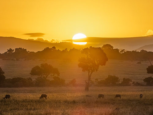 Masai Mara