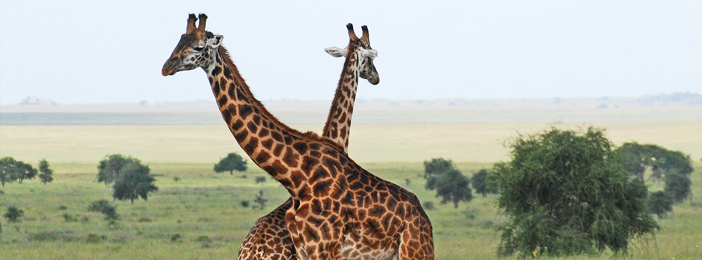 Serengeti